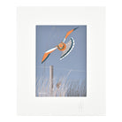Eagleeye bird illustration flying towards prey